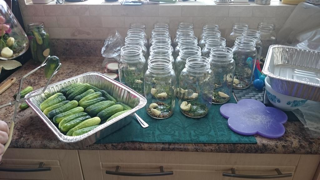 Randiglass134's tweet photo. Pickle production begins #learningfrommymother #fullsours #family #garlic #dill http://t.co/9ka2sd7Tfk