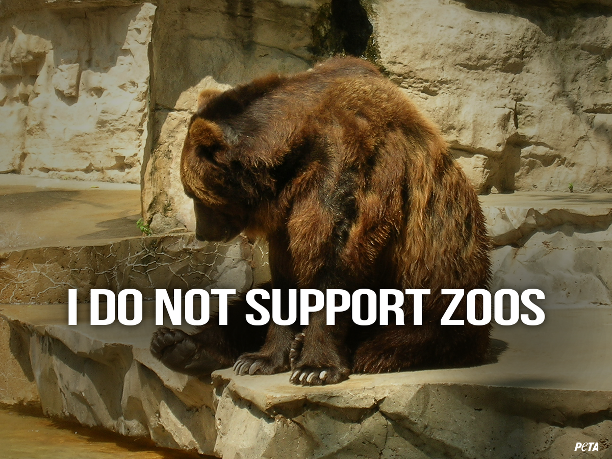 peta's tweet photo. Zoos deny animals everything that is natural &amp; important to them. If you care about animals, #BoycottTheZoo! #BadZoos http://t.co/nVIOWipwPv