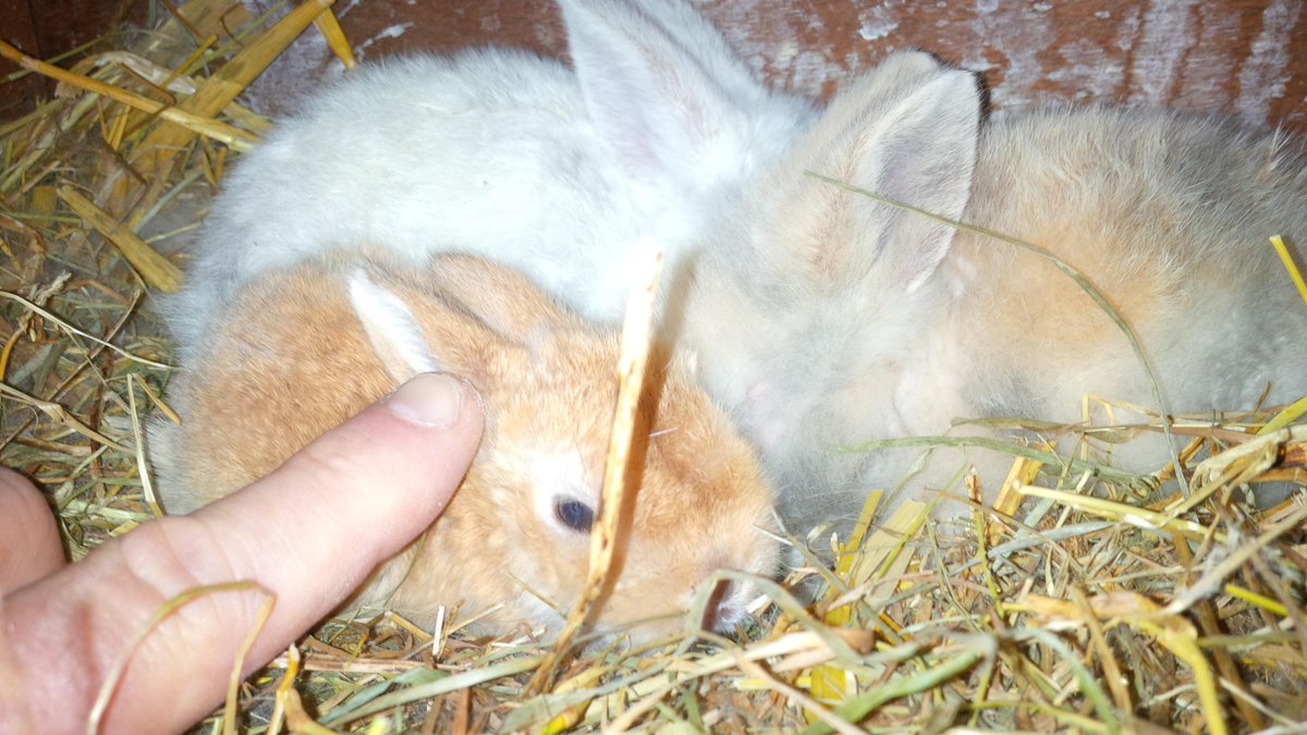 norm_ajvid's tweet photo. Early days #tinybuns in the barn http://t.co/G0eVMuy7Eq