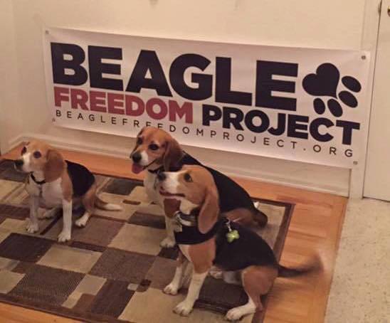 Please support @BeagleFreedom by following them &amp; RTing this! #vote to #upgradeyourworld for them to win $500k!