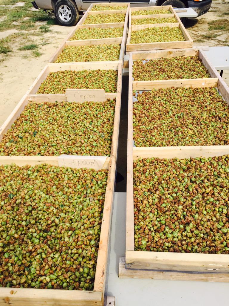 cardinalpine's tweet image. We are drying our hops from yesterday's harvest. Pelletizing begins the first of the week. #NCBeer #hops #ncgrown