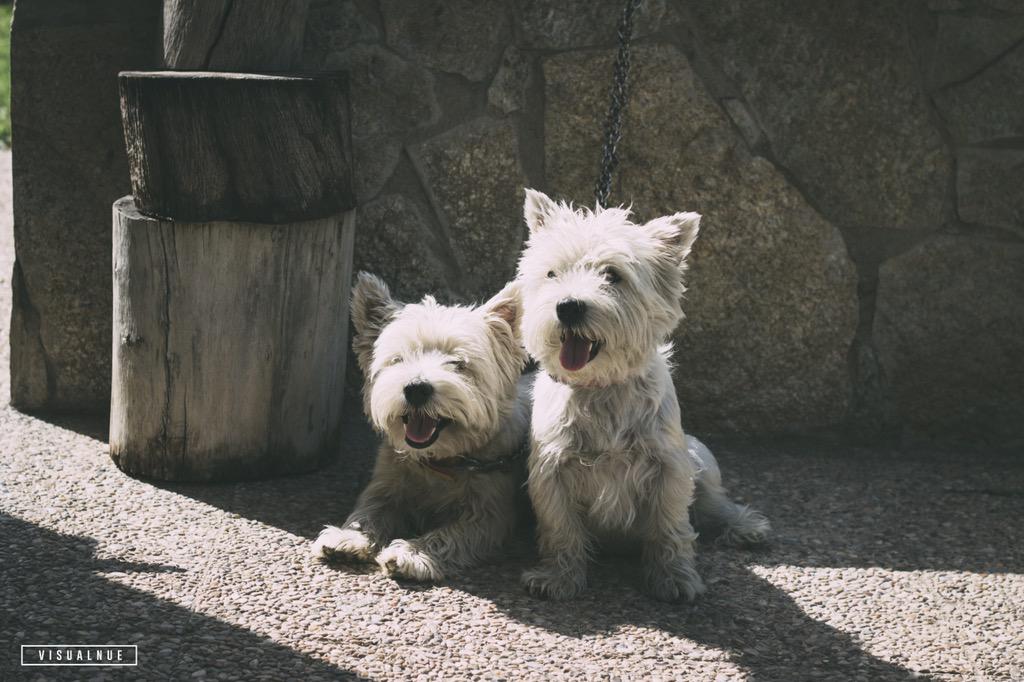 Visualnue's tweet photo. Hermanos para siempre... #dogs #photography #visualnue http://t.co/pCevKV7vnl