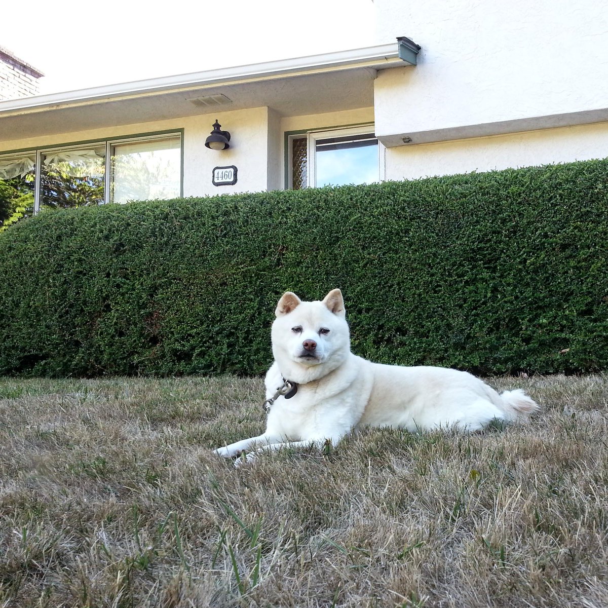 EricDoge's tweet photo. My platform is simple ... be excellent to each other! (and make sure effuryone gets some treats!) #ericdogeforPM http://t.co/Jkhgyzk08B