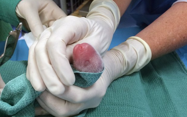 ArkansasOnline's tweet photo. Zookeepers optimistic about survival chances for twin pandas: http://t.co/F9hzaHCp3P #ArkDG http://t.co/6e47BGsu7U