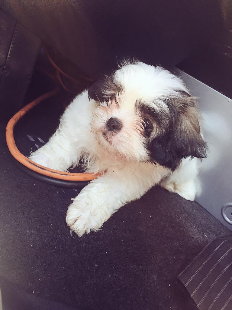joshbenzadon's tweet photo. Welcome to the fam 🐶❤️ http://t.co/32Vg1WEAW9