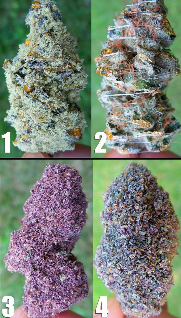 Rt if you agree this is WEED PORN.