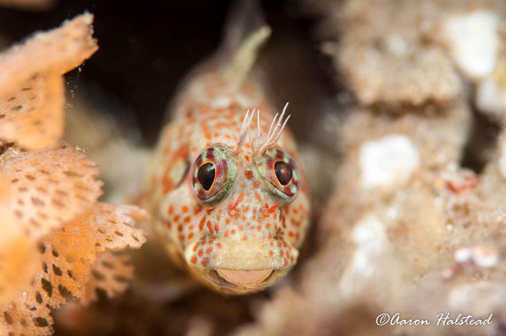 nullframe_'s tweet image. Crescent combo (Pt. 2) aaronhalstead.com/2015/08/23/cre…