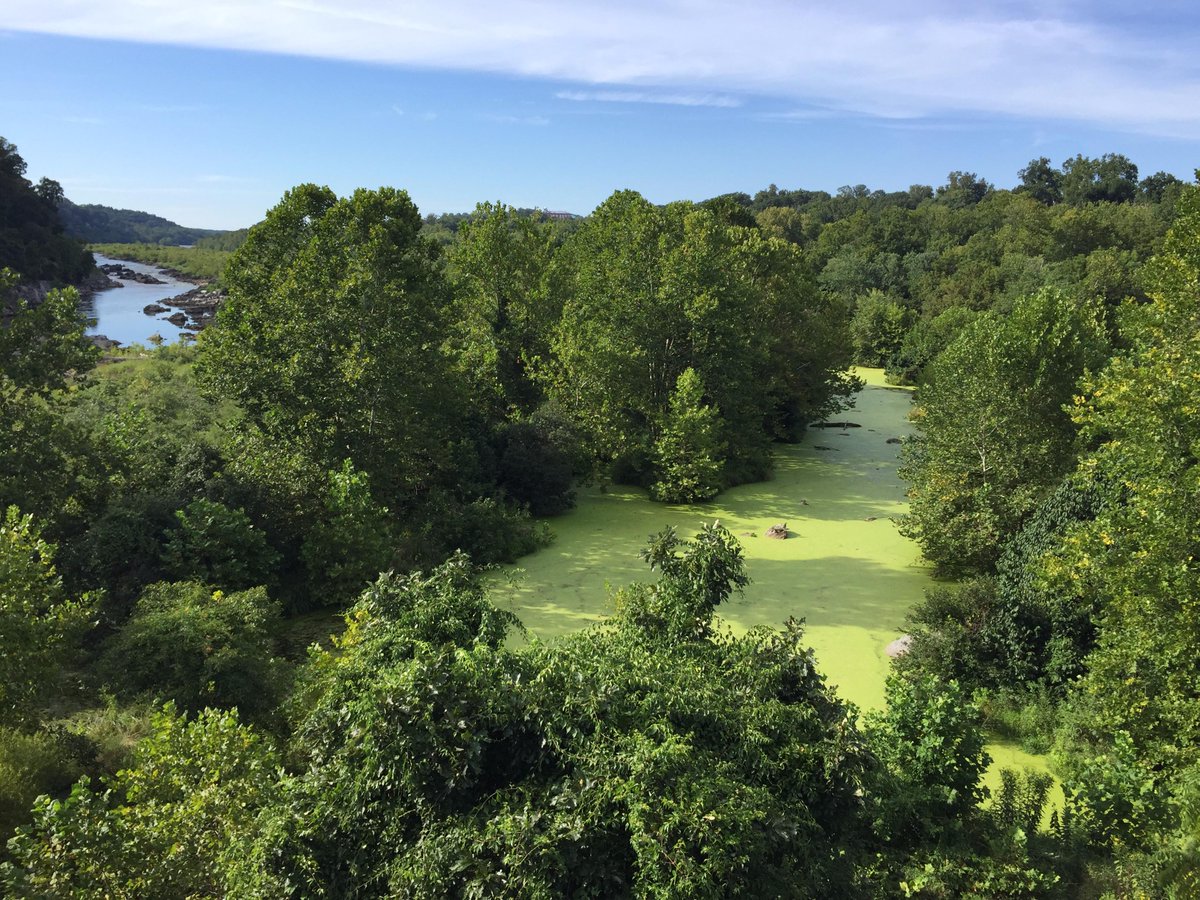 AbdouKhila's tweet photo. Perfect #Habitat for Semi-aquatic bugs aka #Gerromorpha or #WaterStriders right under #ChainBridge in #WashingtonDC http://t.co/SHEso16deP