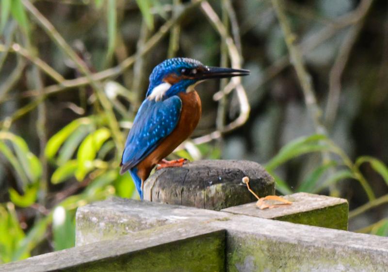 fisherandbirder's tweet photo. A Kingfisher and some cygnets at the Wolseley Centre today @StaffsWildlife http://t.co/BK4WV6fWkz