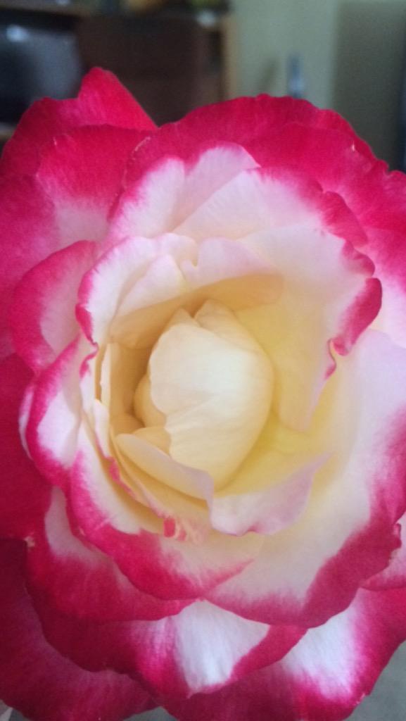 Roses from the garden smell the best.