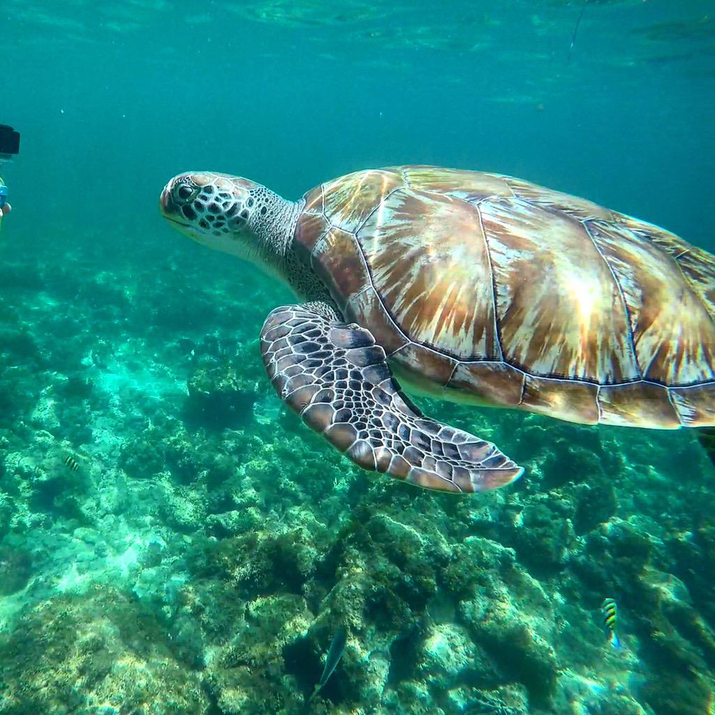 jorgeloes's tweet photo. When swimming, a sea turtle looks like it is flying underwater
#reef #cancun #RivieraMaya #GoPro #BeOneWithTheOcean http://t.co/mY6WsrlQMF