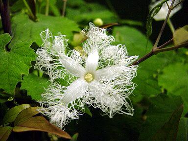 Chain オリーブ على تويتر 8月24日の誕生花は ウリ科のカラスウリ 烏瓜 です 別名 タマズサ 玉章 玉梓 キツネノマクラ 狐の枕 つる性の植物で 夏の夜に白い花が咲きます 名前は 烏が好んで食べることから 花言葉 よき便り 誕生日おめでとうございます