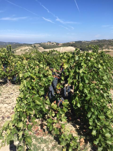 Harvest continues. We'll be bringing in our Hastings Ranch Vineyard Viognier and Will's Hills Zinfandel.