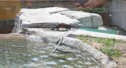 Ptbo_Canada's tweet photo. These otters have their very own super slide @RiverviewZoo -> http://t.co/oeu42FP8CU http://t.co/6mhH5PDGmu