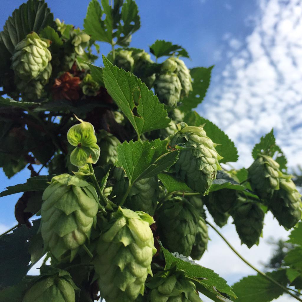AlleyBrewing's tweet photo. Cascade http://t.co/lXvDpVP9Wm