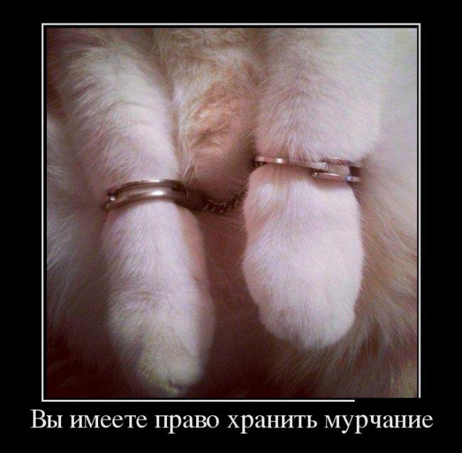 JopiPo1's tweet photo. #приколы #шутки #юмор --> ПОДБОРКА ПРИКОЛЬНЫХ ДЕМОТИВАТОРОВ за 24.08.15 https://t.co/GkcSbMgGAn