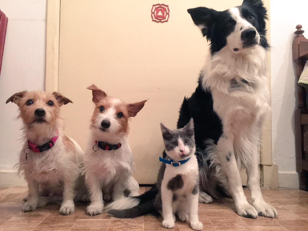 Kiara - Koda - Kenai - Kobu ❤️