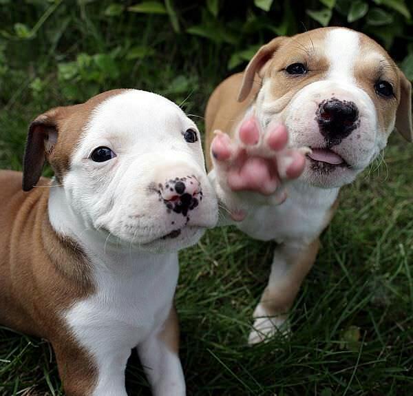 cute pets  (@cutepetsevryday) on Twitter photo 