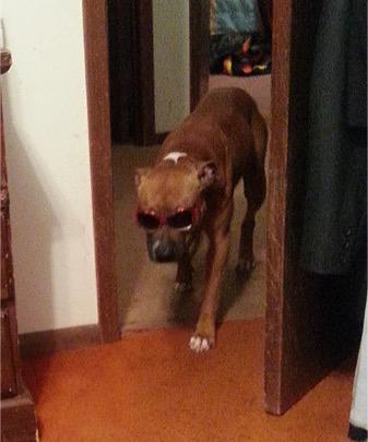 Teanna_Lewis's tweet photo. This is my dog and she has more swag then yo main hoe #BasedDog http://t.co/NitZo4f1vu