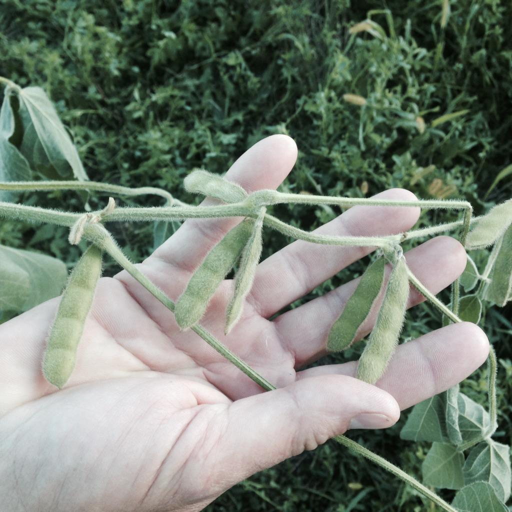 ChannelSeed's tweet photo. #binbusting RT @RGosmire: Three 4 soybean pods within 4 inches on 3008R2s near Irene, SD, Yankton County. Great Plot! http://t.co/x8ycKkL7qb