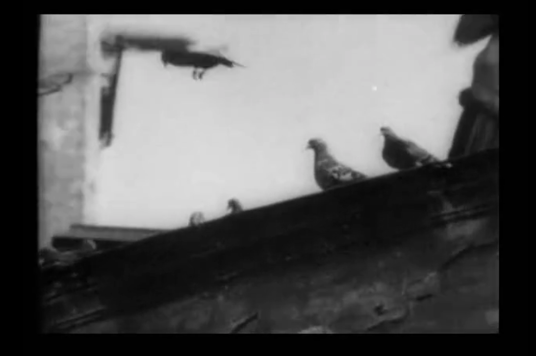 OPLFunketabla's tweet photo. Man With a Movie Camera: Pigeons https://t.co/SzhawfqANg #film #music #Vertov #Whetzel https://t.co/6214c5C7df http://t.co/uVin1H5abS
