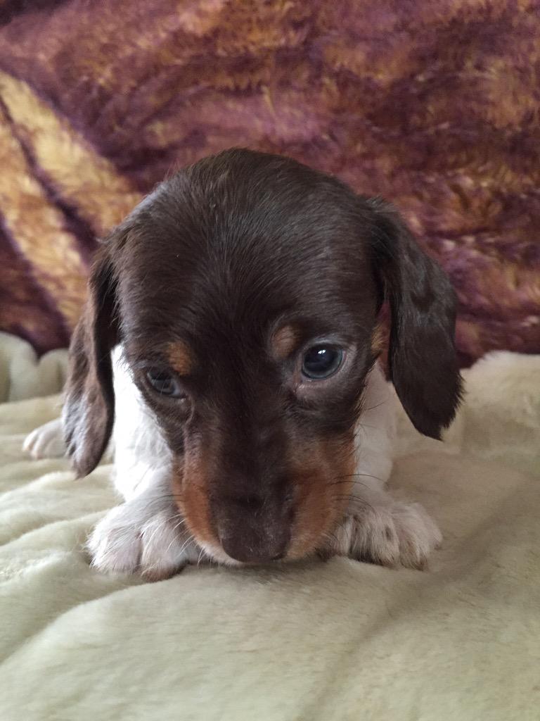 Dachshund Australia On Twitter Cream Long Girl And Black Wire