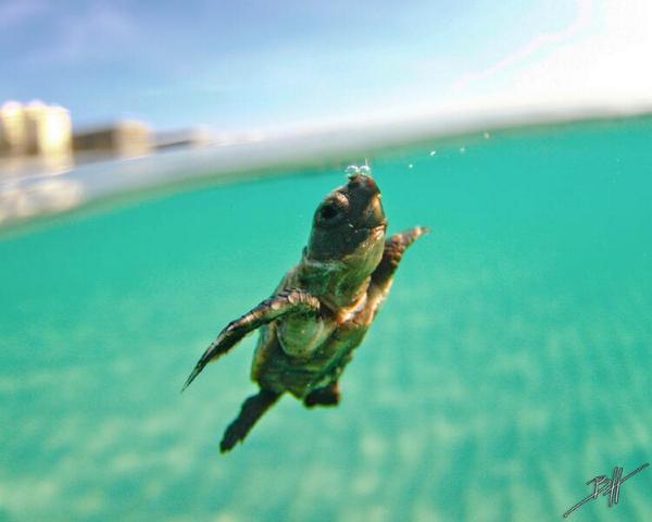 AwwwAnimaIs's tweet photo. Cute Little Sea Turtle https://t.co/9EHJVIdrt8