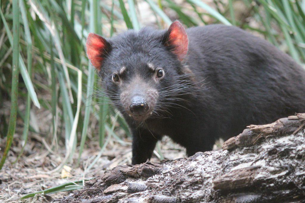 BronFancourt's tweet image. Can Tassie devils control feral cats? The devil is in the detail theconversation.com/can-tassie-dev…