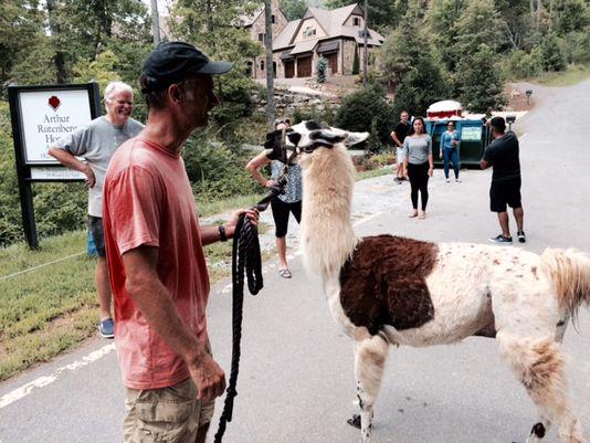 asheville's tweet image. ICYMI: Llama on the run caught in south Buncombe, with video. avlne.ws/1Kcvjjk #avlnews