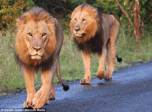 #OnlyInAfricaWhere playful lions bring cars to a standstill. Nairobi, Kenya: