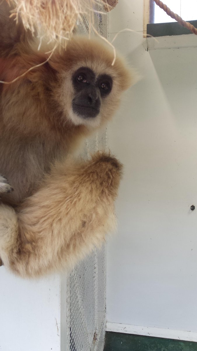 WelshMountainZo's tweet photo. We are very excited to have @lopwert from @nicestjob with us this week! He's already met Jake! #WMZoo http://t.co/oLNBIhsWwp