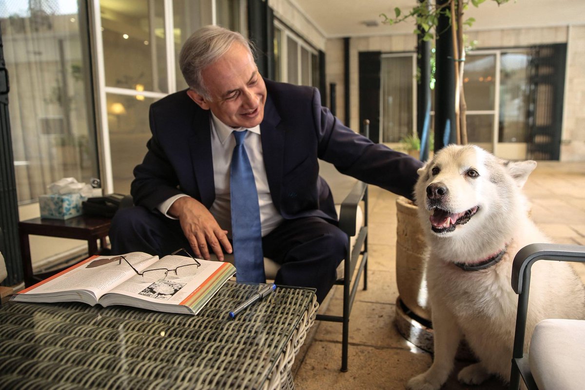 netanyahu's tweet photo. How much light Kaiya brought into our home! If you want a canine, find an adult dog to rescue. You won't regret it! http://t.co/tCI2Asw2R8
