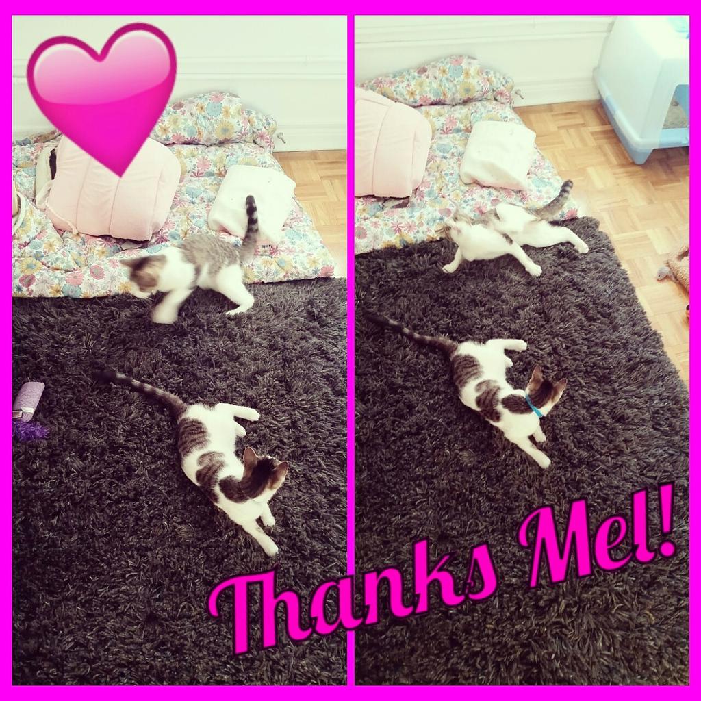 catcitysitters's tweet photo. #ThankYou Mel for the great rug for us! 💜 #TheStumbleSisters #LitterMatesForLife #CHCatsRule #CatCitySitters http://t.co/Q95qzyD3PD