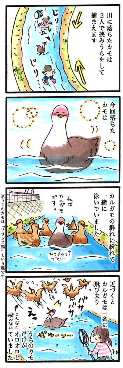 動物日記#7「川に落ちたカモの捕獲(1)」 #鳥 #4コマ 