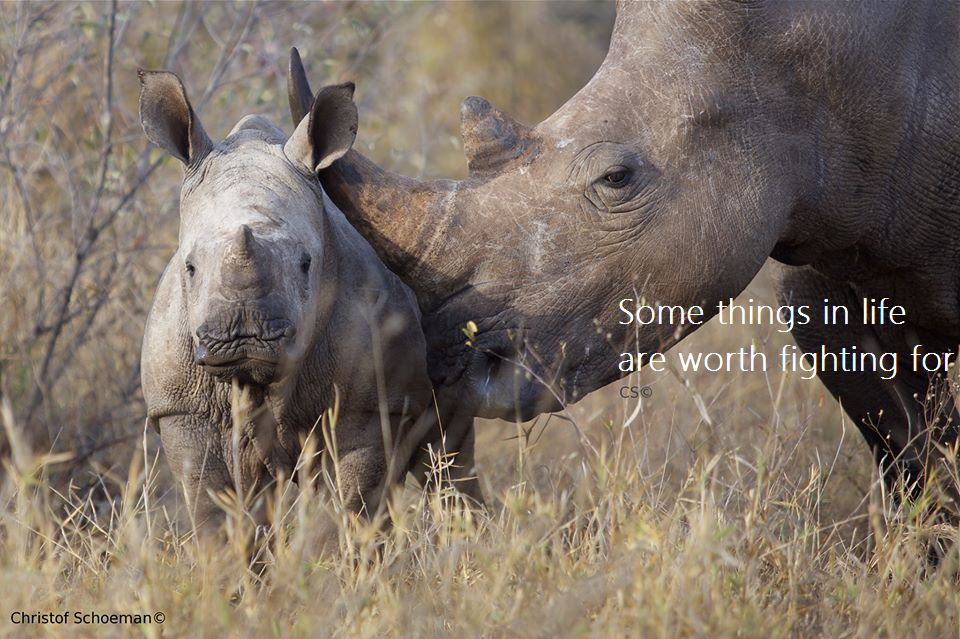 fightforrhinos's tweet photo. Join us in the #fightforrhinos http://t.co/NqSs41fqsp