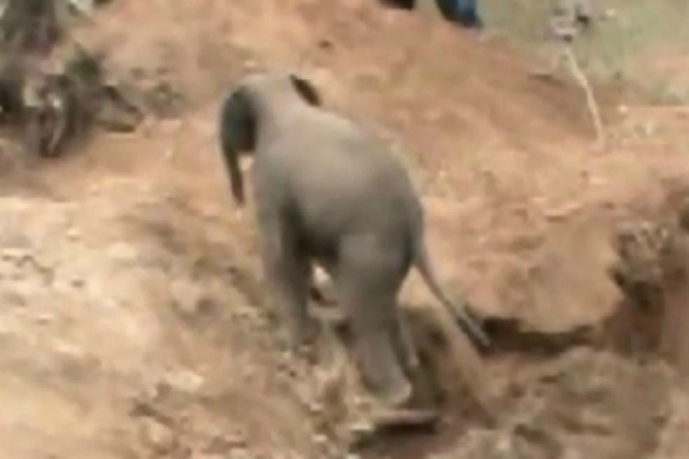 elespectador's tweet photo. Con excavadora salvan a elefante bebé que cayó a un pozo. http://t.co/Z6sbIohFkI http://t.co/BJlBPbKG41