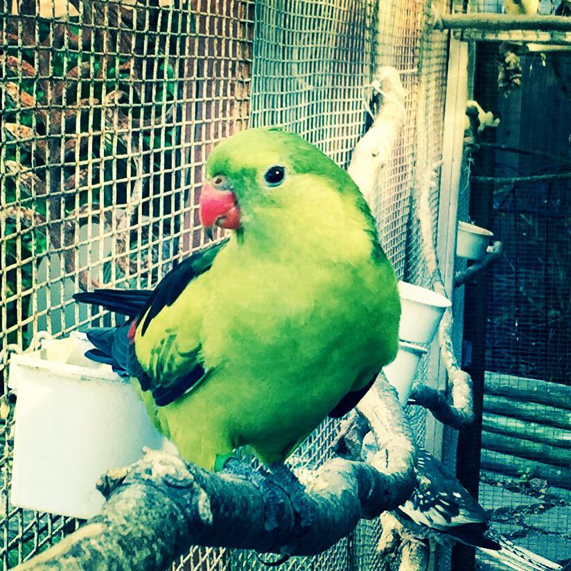 Birdzhaven's tweet photo. #parrotsofinstagram #birdzhaven #parrots #parakeet #rockpebbler #aviary #ave #birds #loro http://t.co/ouzVNdpACG