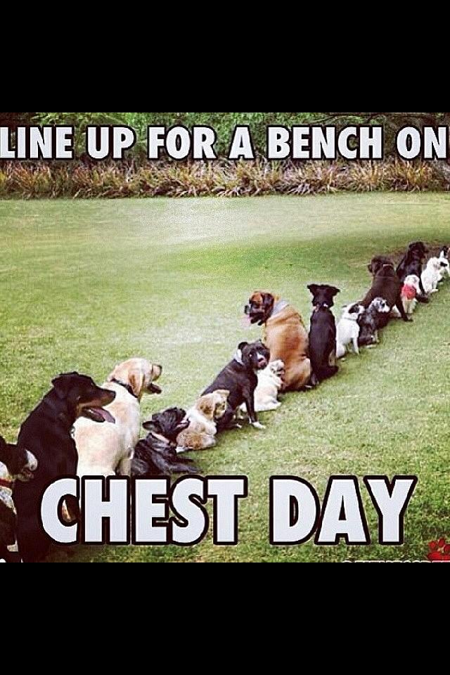 FitStevesTips's tweet photo. Retweet if all your dogs are tryna bench today http://t.co/PBeM5kzsz1