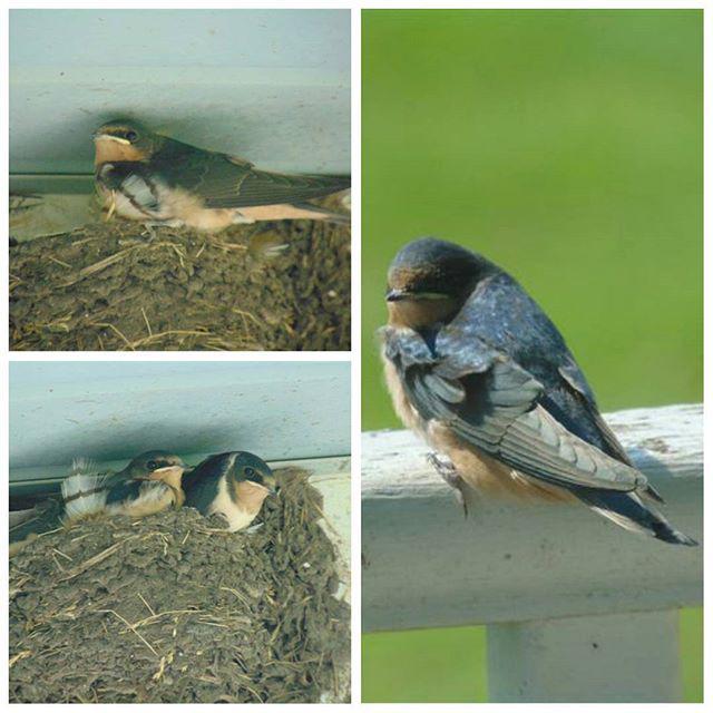 'Baby' Barn Swallows leaving their nest on the farm in #Iowa (pictures by my mother) #ConsiderTheBirds