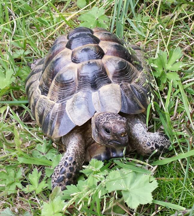 mezzymeddles's tweet image. LOST 'Ronnie' - Mediterranean Spur Thighed Tortoise 8yrs old, approx 20cm (8") long. Missing from Rossendale, Lancs.