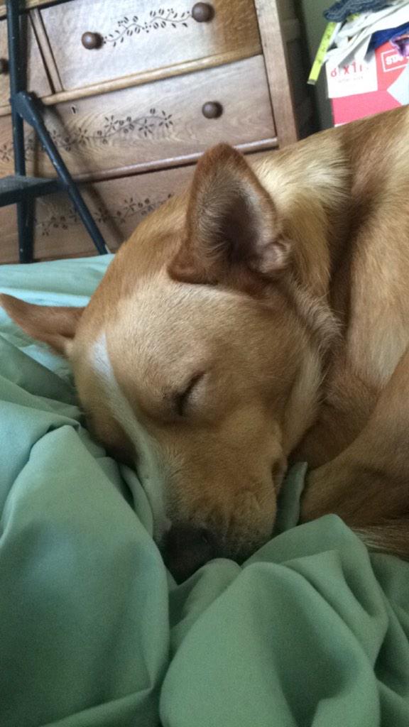 jenbroski's tweet photo. i love waking up next to my little sleeping Ray 😍🐕 @xBigxKatx http://t.co/CQM3LtuiT4