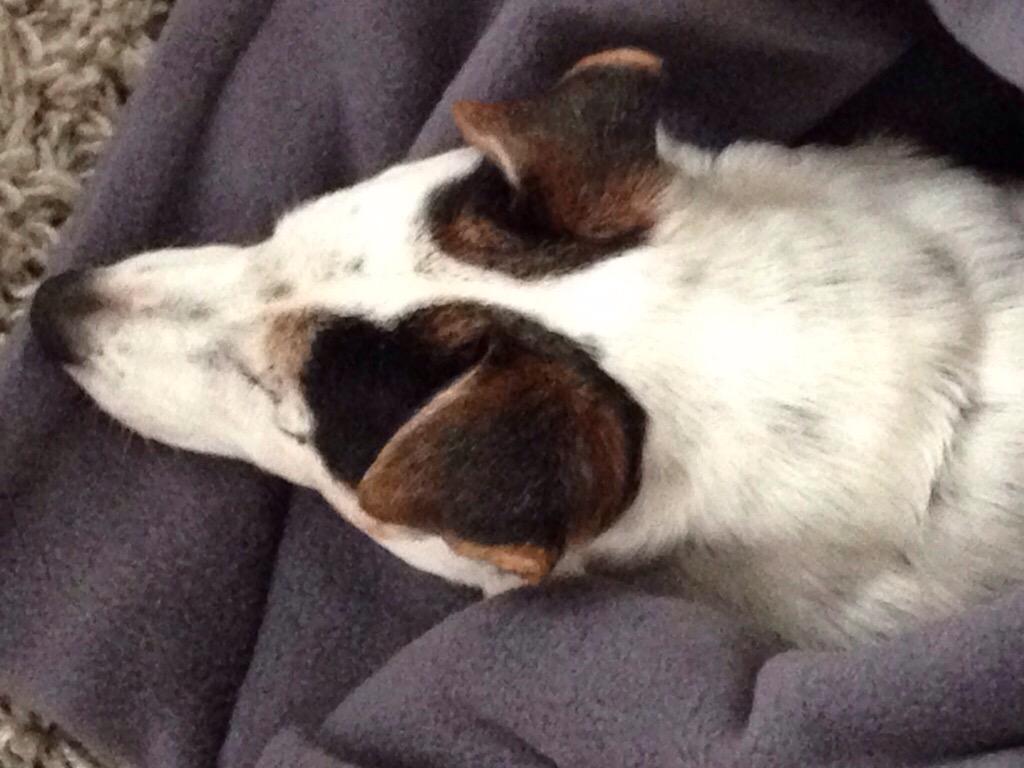 She leaves her blankie for 2 minutes and this happens! Cheeky! <a href="/charleychau/">Charley Chau</a>