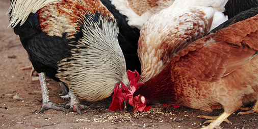 Biomaster's tweet photo. Poultry companies team up to tackle campylobacter - http://t.co/Bbp6Cgwsze #campylobacter #food http://t.co/kD55hjK5DG