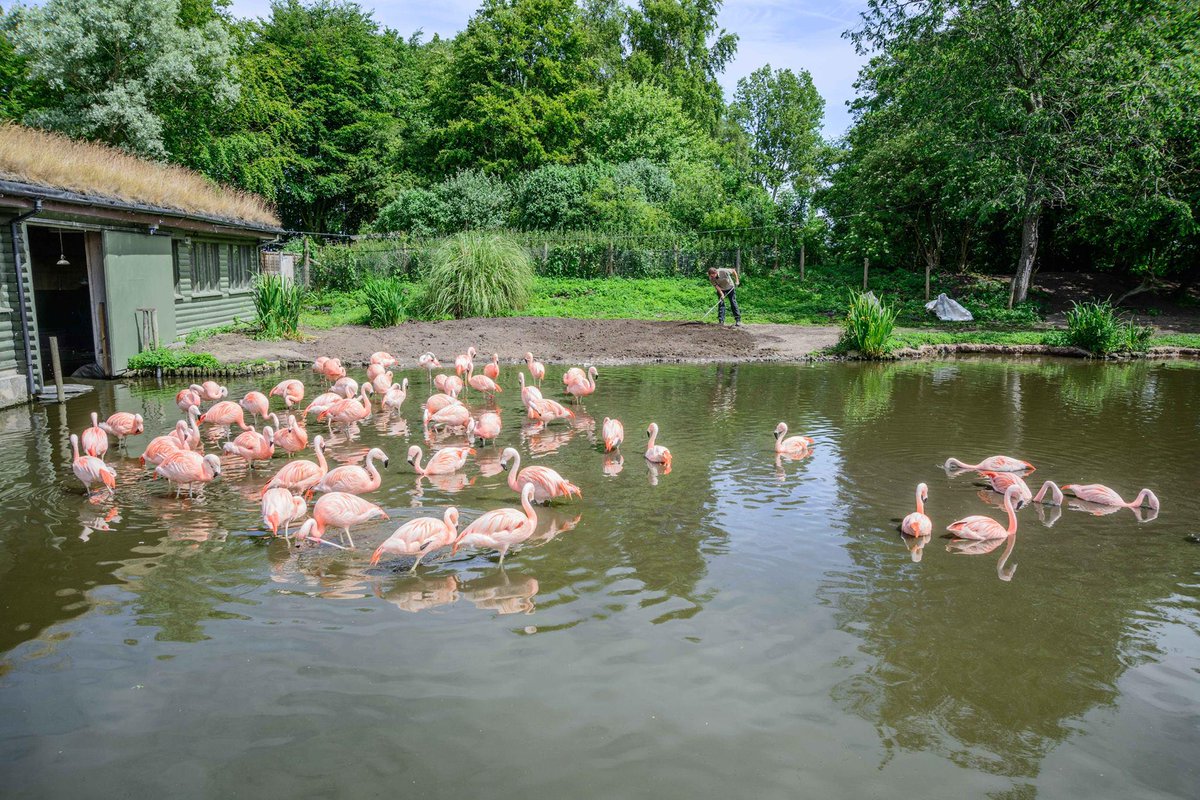 uktourismcouk's tweet photo. Check out these flamingos - in Southport! Get the free guide for more surprises:http://t.co/NgYrAvAnS2
Photo: V Ellis http://t.co/mauhLtprRU