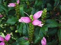 homewaterdecor's tweet image. Try turtle heads, or chelone, for pretty fall blooms.  You can have red, pink, white blossoms.

#chelone #fallflowers