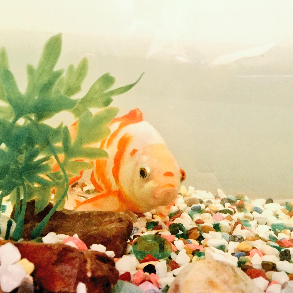 fighterhowell's tweet image. hey kid

u got memes