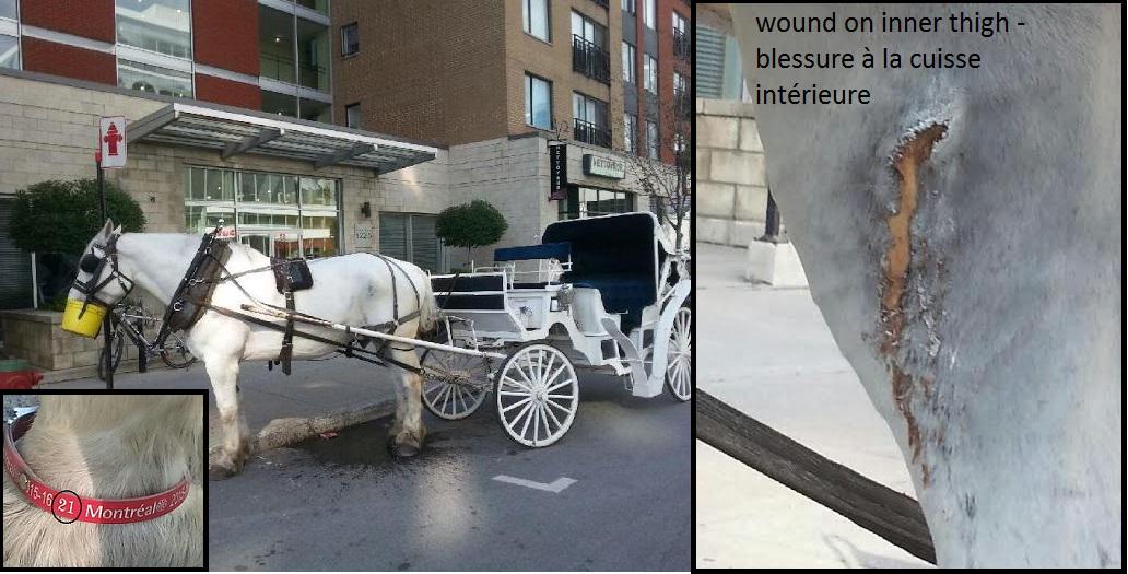 BanCaleche's tweet photo. #Horse ID #21 needs urgent care for infected wound. @DenisCoderre please help. Revoke permit.  #OUTcaleche http://t.co/2wMNBEIbIs
