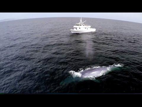 prodevwrk's tweet image. Blue Whale&apos;s Perfect Comic Timing! - Big Blue Live - #EarthOnLocation - Earth Unplugged vid.staged.com/DV7q