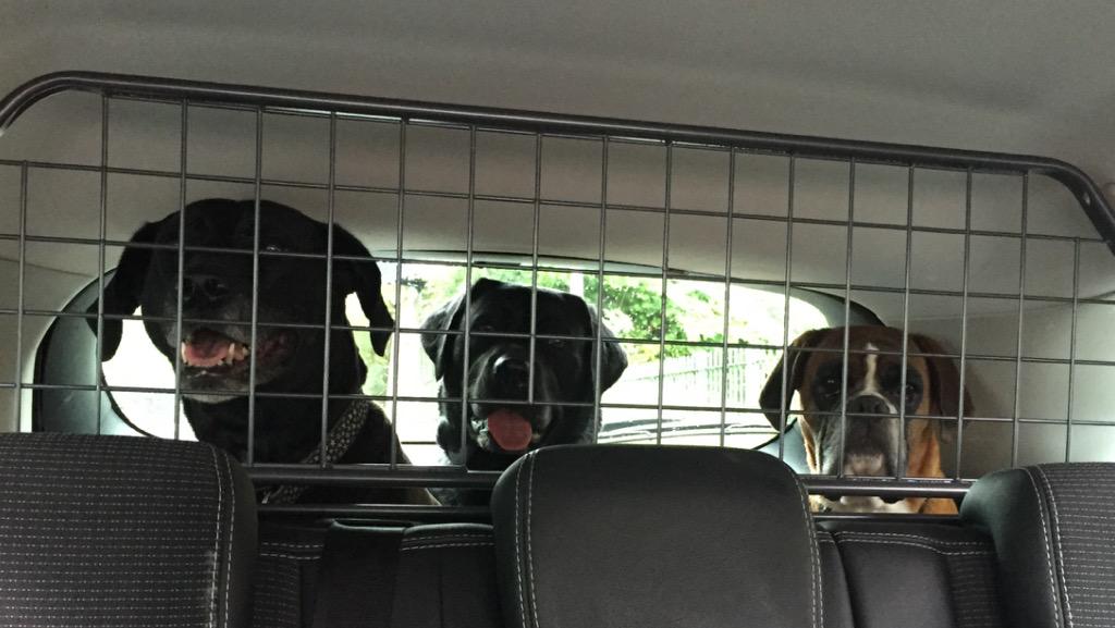 save_the_donut's tweet photo. @UKCopHumour en route with 3 in the cage! #AsboDogs ๐ฎ๐ป๐ http://t.co/ym72tUHWIY