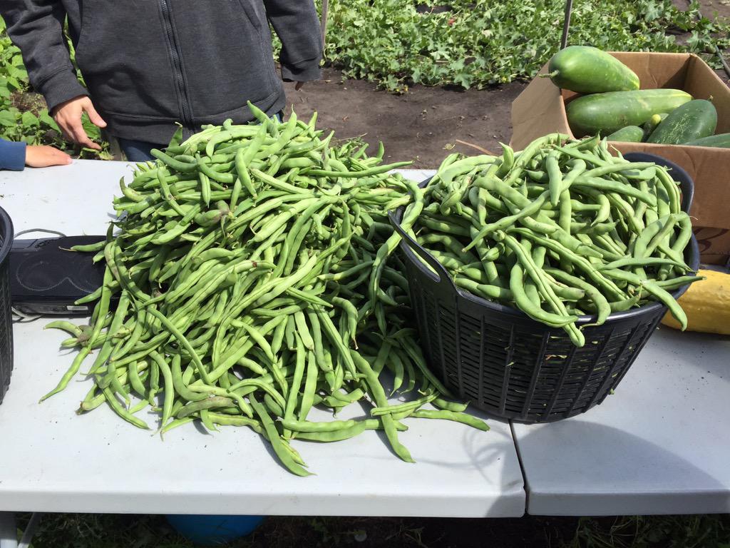 Beans coming out of our ears at the #foodpatch!
